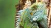Autentic reveals summer slate spanning Trump, Suriname, blue-chip wildlife