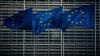 EU Opens Funding Opportunity for Nature and Biodiversity Projects in Curaçao and Other Caribbean Islands