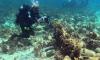 Shipwrecks linked to the ‘golden age of piracy’ discovered in the Bahamas