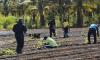 Ministry of Agriculture and Marine Resources Food Security Showcase