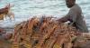 Mailis: US 15% global tariff on crawfish will hurt American consumers