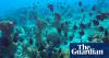 Freedivers, leftover cables and bits of clay: Cuba gets inventive to save its pristine reefs amid US blockade