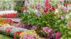Grenada launches beautification competition ahead of Garden festival