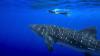 France moves closer to ocean goals with three new marine protection zones