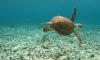 UK overseas territory Montserrat joins Blue Belt Programme