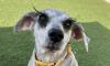 Flutterly adorable! Schnauzer with incredibly long lashes is looking for a home - as delighted fans claim she has 'eyelashes of dreams'