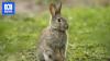 Rabbits are everywhere in the wild, so why is rabbit meat so expensive?
