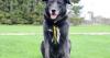 Meet the adorable dogs seeking forever homes this week