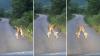 Video of 2 hares fighting on hind legs comes with a surprising explanation from wildlife fans