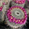 Tom Karwin, On Gardening | Selecting succulents for success