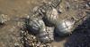 Something Wild: The ancient and resilient horseshoe crab