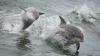 Global ocean faces ‘deepening crisis,’ but governance is improving: UN report