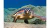 Teeming with turtles: Cabo Verde island sees 80-fold increase in nesting loggerheads