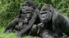 Gorilla group took a record 91 months to trust humans after poaching trauma