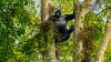 Getting up close to mountain gorillas in the wild