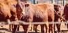 Foot and mouth disease in South Africa: how a tracking system would control outbreaks