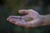 Colorado’s new ibogaine law targets unlicensed psilocybin mushroom sales