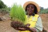 Korean rice aid expands into Africa's more challenging regions