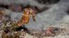 Four alleged wildlife traffickers arrested in Guinea, dried seahorses and shark fins seized