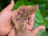 How silk caterpillars became a tool for conservation in Madagascar