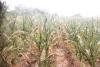 El Niño to reduce Malawi’s GDP by 6%