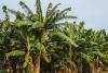 From trial to trolley: Namibia’s first locally-grown bananas hit stores