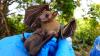 Evidence linking bats to Ebola inconclusive, scientist says. ‘Solution is not fear’