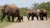 Tanzania underway to install electric fences around Serengeti, Maswa, Kijereshi reserves against destructive wildlife
