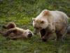 Wildlife advocates, ag producers comment on state griz control