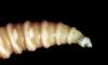New World screwworm reaches New Mexico as new cases are confirmed in Texas