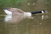 Alabama HOA sparks backlash after voting to euthanize hundreds of federally protected geese
