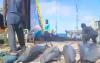 Outrage over Filipino purse seiner catching dolphins