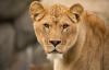 Oregon Zoo's Oldest Lion Dies