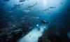 Siyam World turns sunken freighter into future coral reef ecosystem