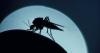West Nile virus season is off to worse start in 20 years. Most cases are in Arizona