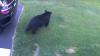 Negative bear interactions continue at concerning rate, prompting more warnings from wildlife officials