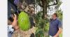 "Mexican soursop has a sweeter taste and a cotton candy-like texture"
