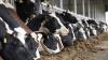 Uganda launches nationwide Foot-and-Mouth disease vaccination drive