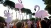 Albania’s flamingo protests target Donald Trump’s son-in-law
