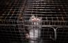 As the EU mulls over a fur ban, the Greek state wants to support a new mink farm [Promoted Content]