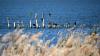 Dojran Lake: North Macedonia Bird Sanctuary Waiting for Protection
