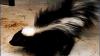 Skunk in Amsterdam tests positive for rabies after biting incident