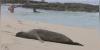 Hawaiian monk seal pup born in Kalaeloa, public urged to keep distance
