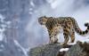 Kyrgyzstan cracks down on poaching to protect rare wildlife