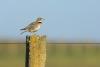 BirdLife Partners win big at LIFE Awards 2026
