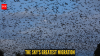The world’s largest mammal migration happens in the sky; here's all you need to know