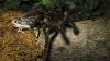 Meet The Goliath Birdeater — The Biggest Spider In The World