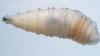 Screwworm spreading in south. What Michigan is doing to…