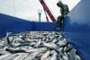 Armenian fish farmers do not see the EU as an alternative to the EAEU  market