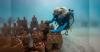 Ventive Hospitality launches Reef restoration initiative at Anantara Dhigu Maldives